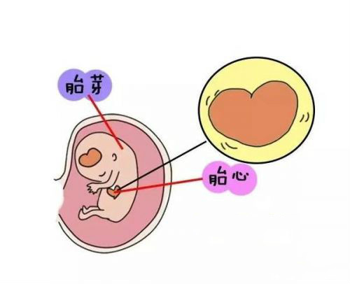 胚胎的发育,30-40天形成胎囊 40-50天形成胎芽,50-60天形成胎心